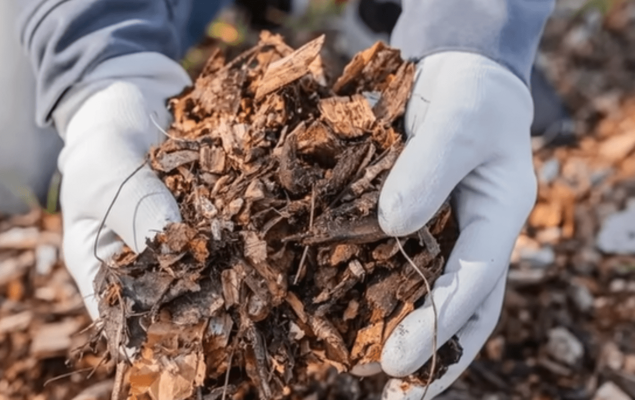 Городники порадили, як створити ідеальну мульчу Городники порадили, як створити ідеальну мульчу