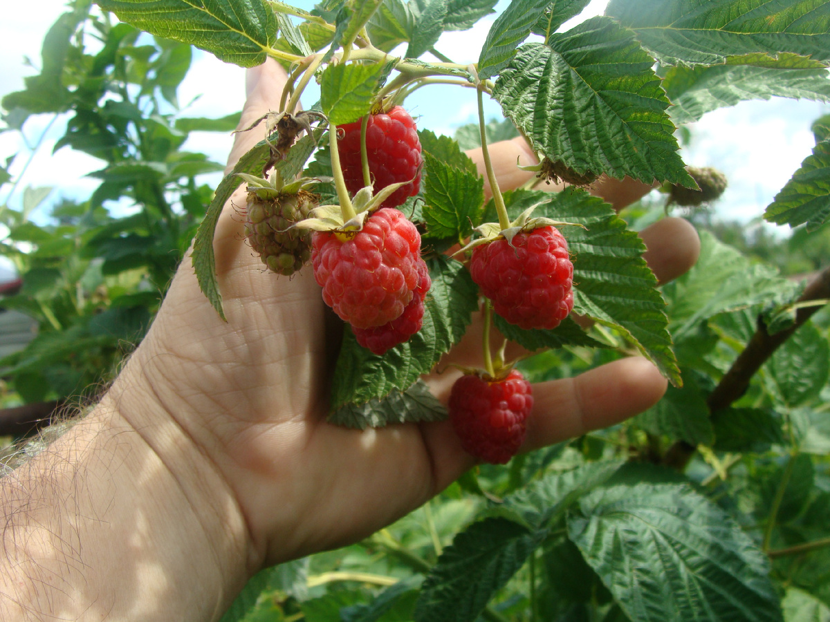 Городники пояснили, як допомогти малині пережити зиму Городники пояснили, як допомогти малині пережити зиму