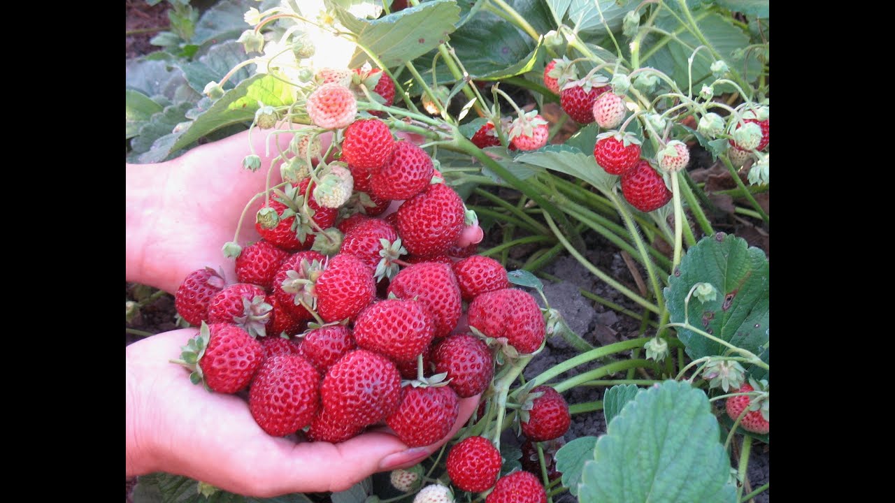 Українські городники назвали найкращу мульчу для полуниці