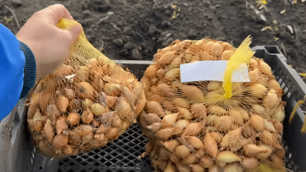Городники пояснили, як зберегти цибулю без паростків та гнилі у сітках 
