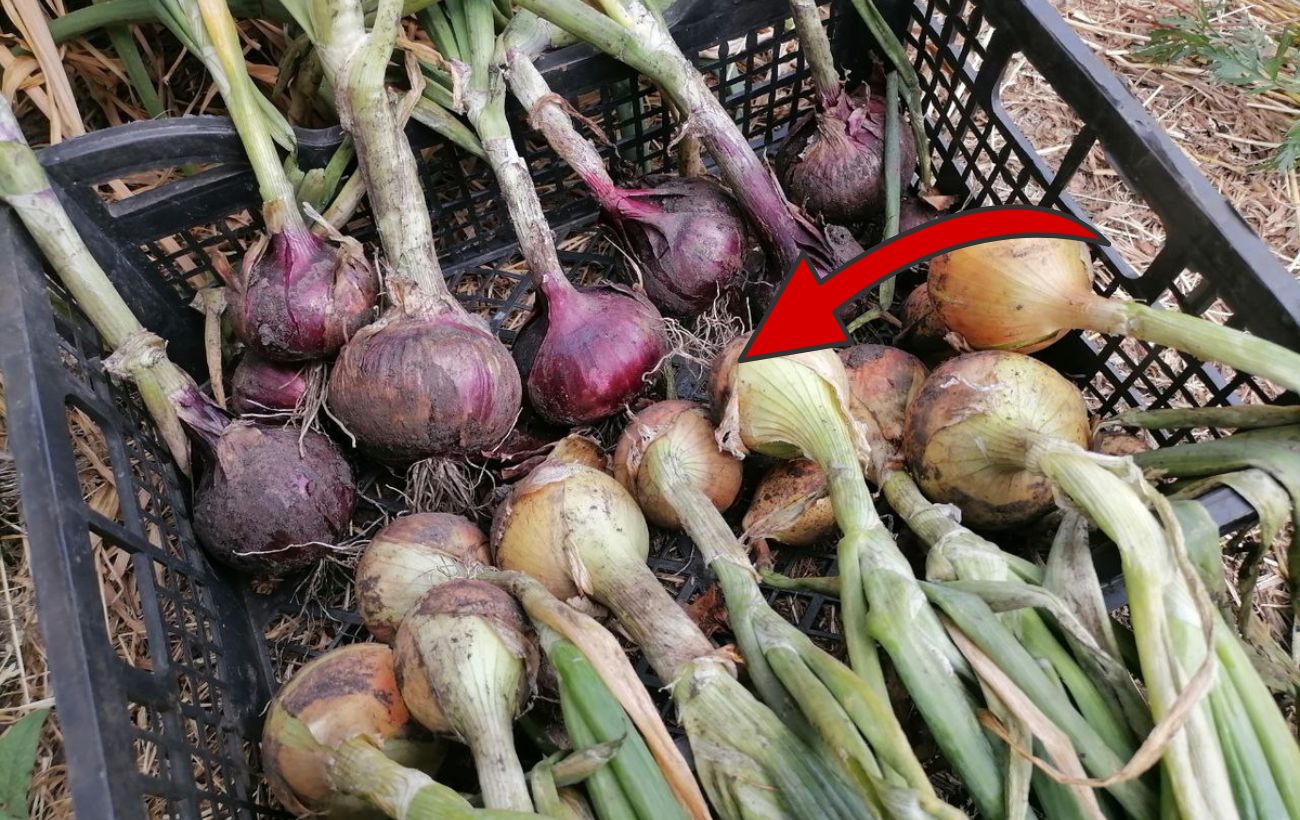 Як правильно зберігати врожай цибулі без псування Як правильно зберігати врожай цибулі без псування