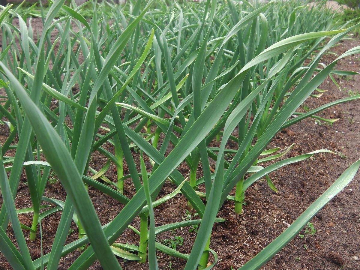 Експерти розповіли, що робити, якщо в грудні проріс часник 