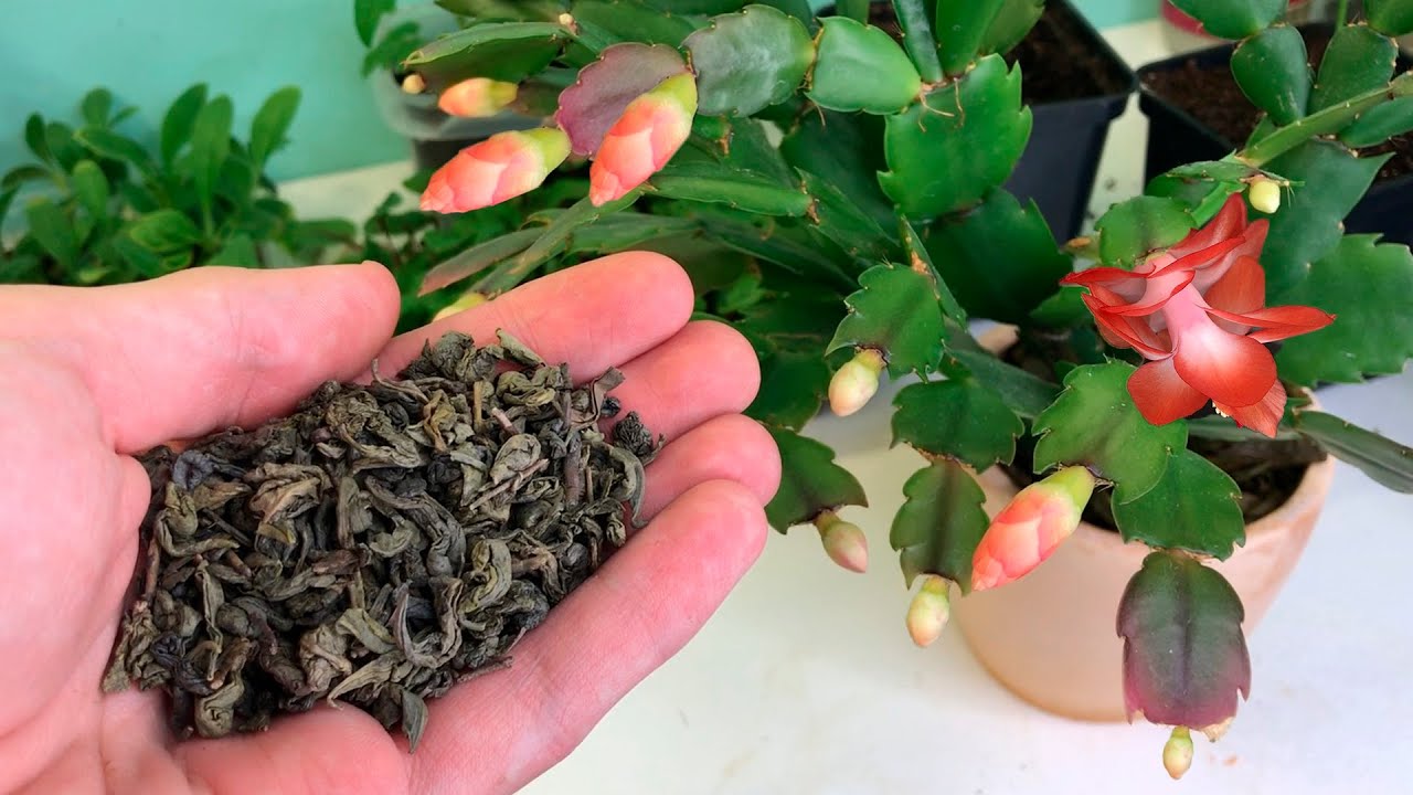 Квітникарі назвали добриво, яке позитивно впливає на ріст та цвітіння декабриста Квітникарі назвали добриво, яке позитивно впливає на ріст та цвітіння декабриста