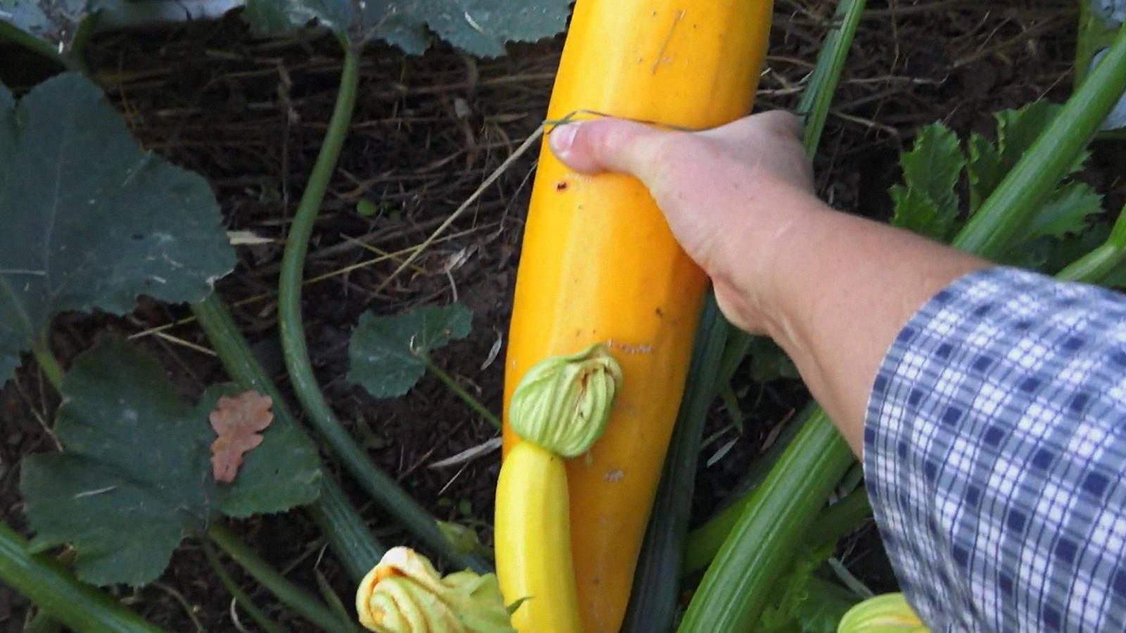Аграрії назвали сорти кабачків, які дають максимальний врожай з мінімальної площі