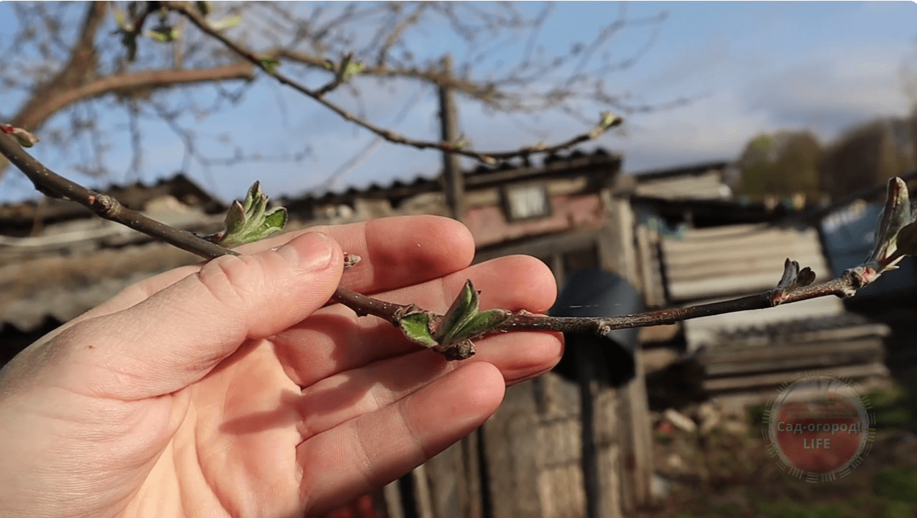 Садівники назвали добриво, яке найкраще підходить для яблук і не тільки