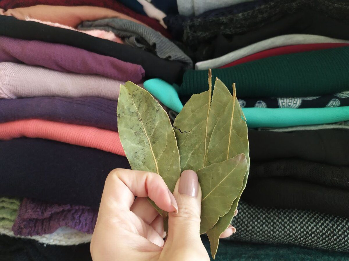 Господині розповіли, навіщо класти лавровий лист у кишені верхнього одягу 