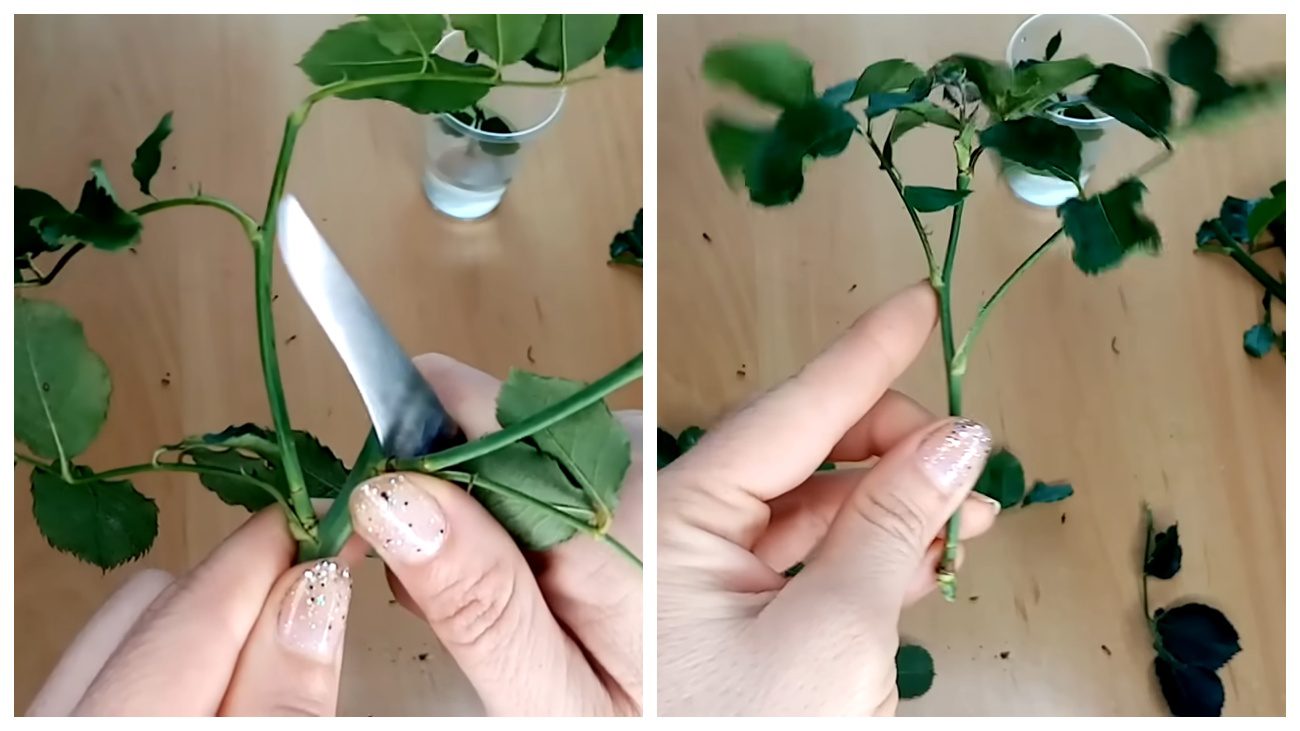 Квітникарі поділилися методами заготівлі живців троянди