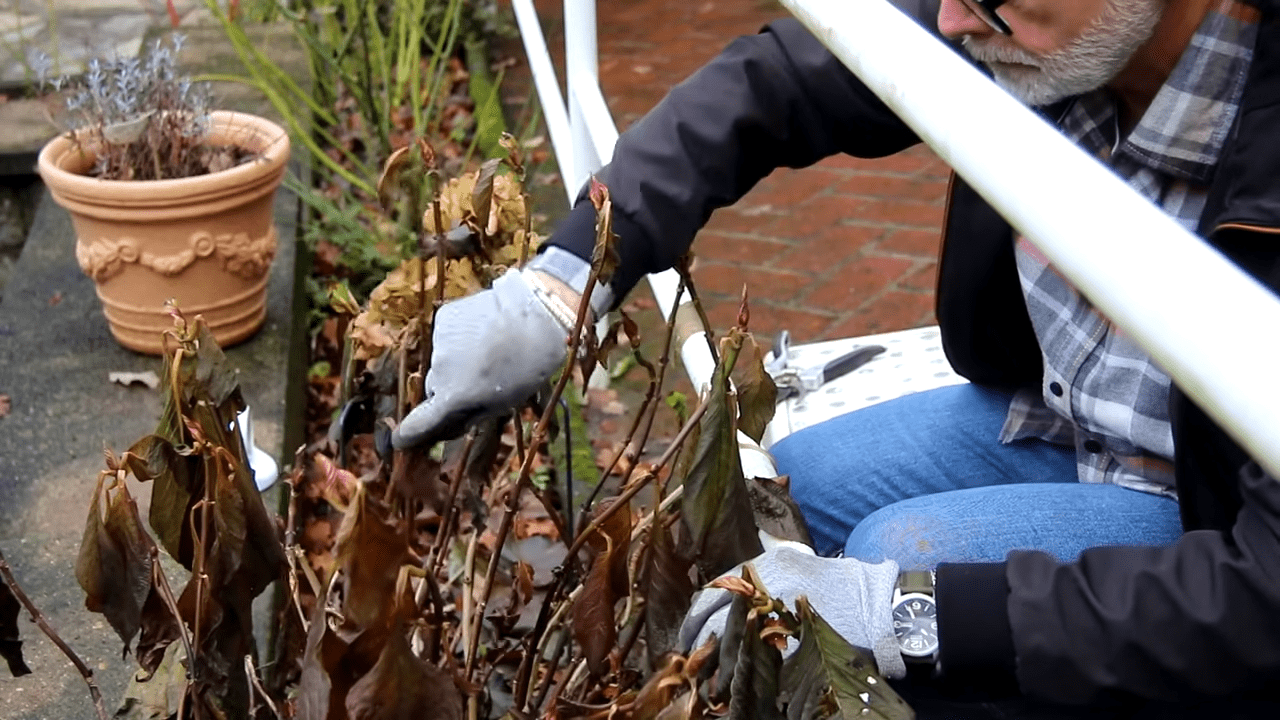 Садівники розповіли, що не можна робити з гортензією взимку