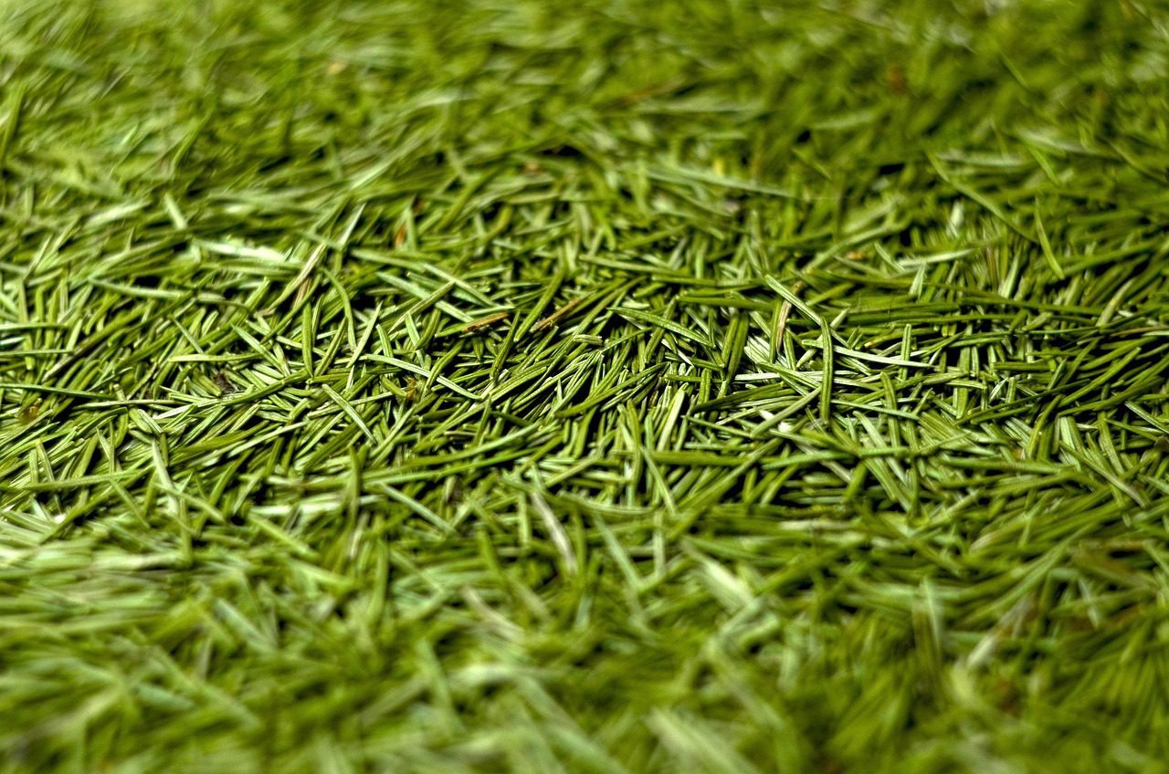 Господині розповіли, як поставити ялинку, щоб вона не обсипалася