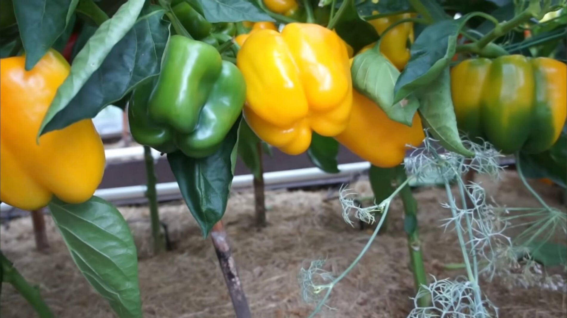 Дачники розповіли, як підвищити врожай томатів, огірків і перцю
