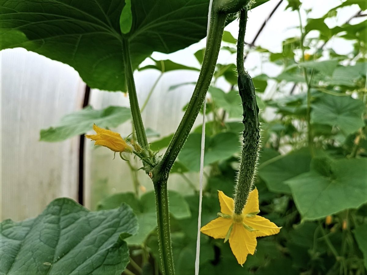 Городники назвали важливе правило вирощування огірків