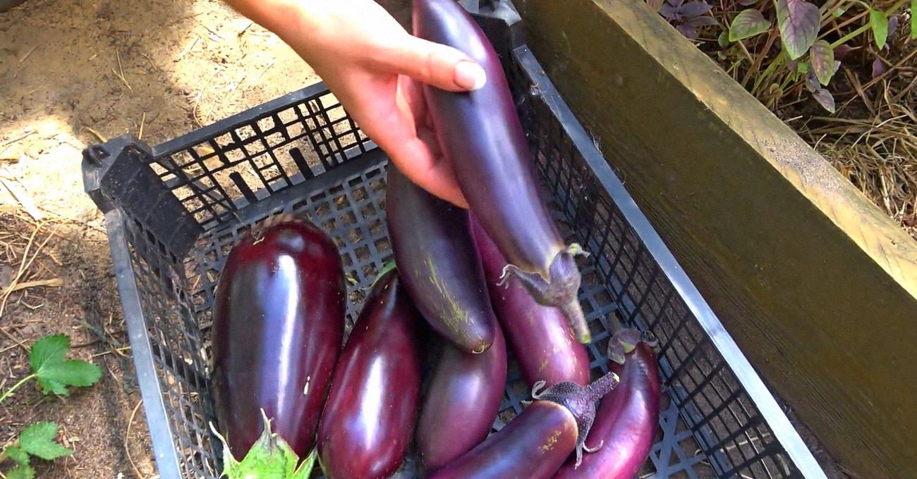 Агрономи назвали найкращі сорти баклажанів для городу