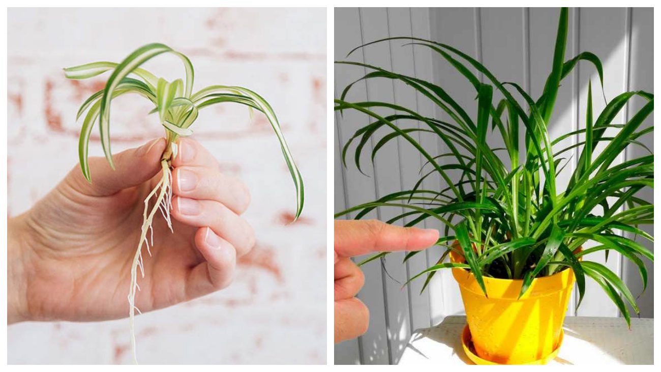 Квітникарі розповіли, чому хлорофітум потрібно обрізати