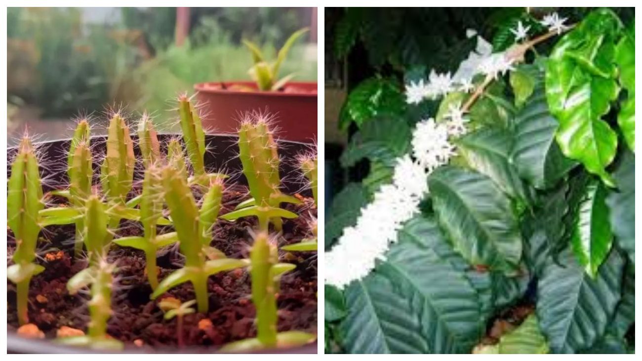 Садівники розповіли, які екзотичні рослини можна виростити з кісточок