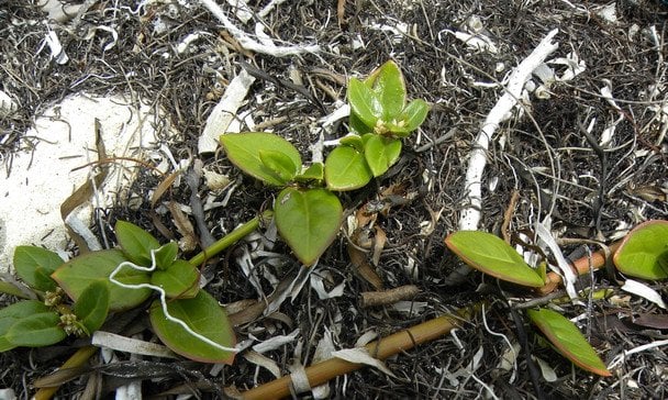 Рослина Alternanthera littoralis (“пальто Йосипа”) / © Фото з відкритих джерел