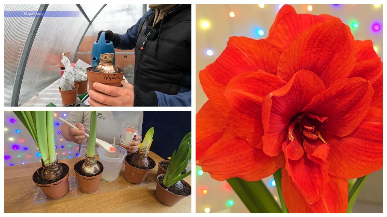 Квітникарі порадили, як доглядати амариліс взимку