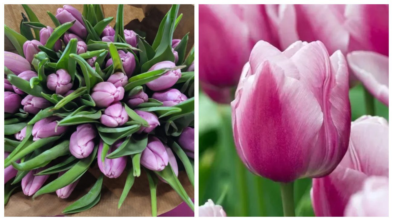 Аргос та Іванка