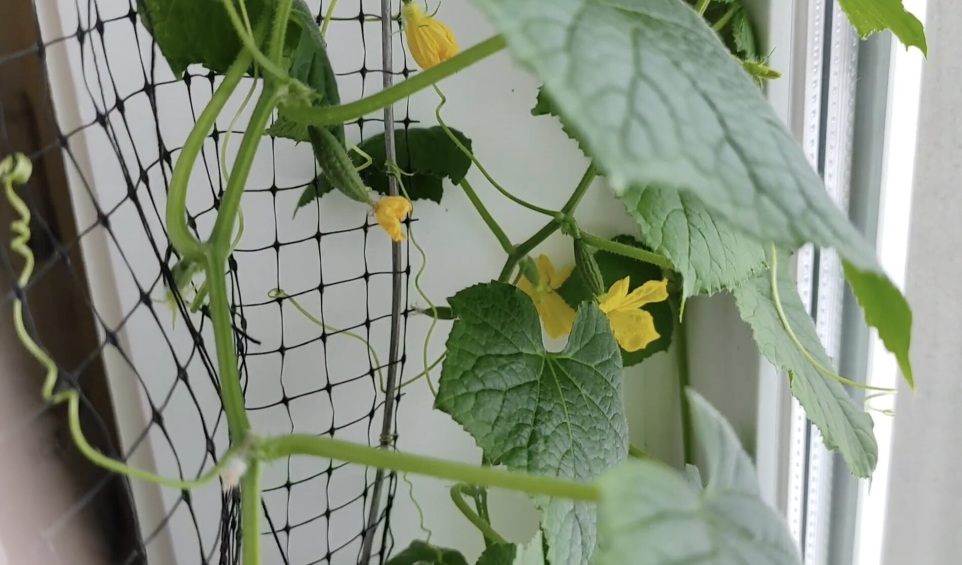 Городники назвали найврожайніші сорти огірків