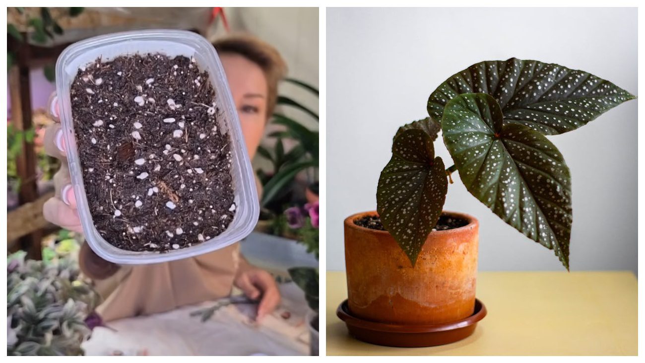 Садівники дали поради щодо посіву бегонії взимку