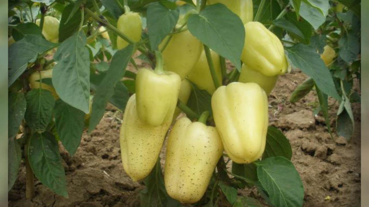 Найкращі сорти солодкого перцю для посіву на розсаду в січні