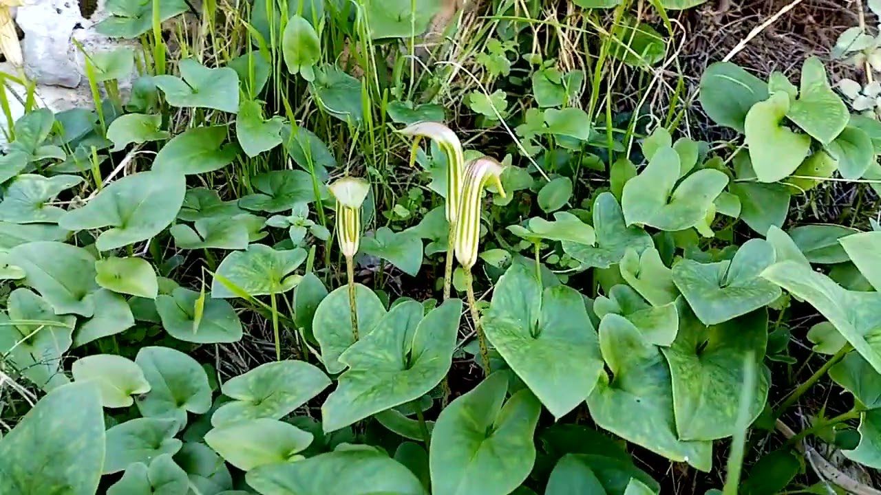 Квітникарі розповіли, який унікальний багаторічник можна посадити на ділянці Квітникарі розповіли, який унікальний багаторічник можна посадити на ділянці