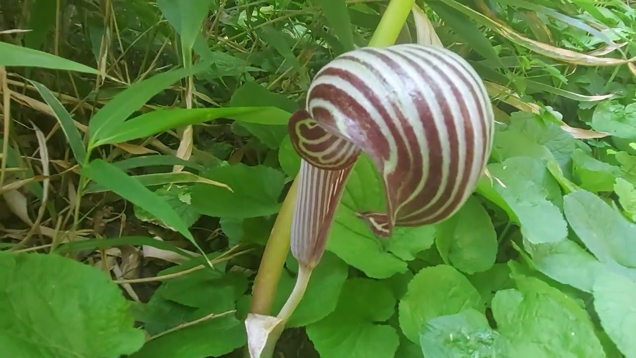 Квітникарі розповіли, який унікальний багаторічник можна посадити на ділянці