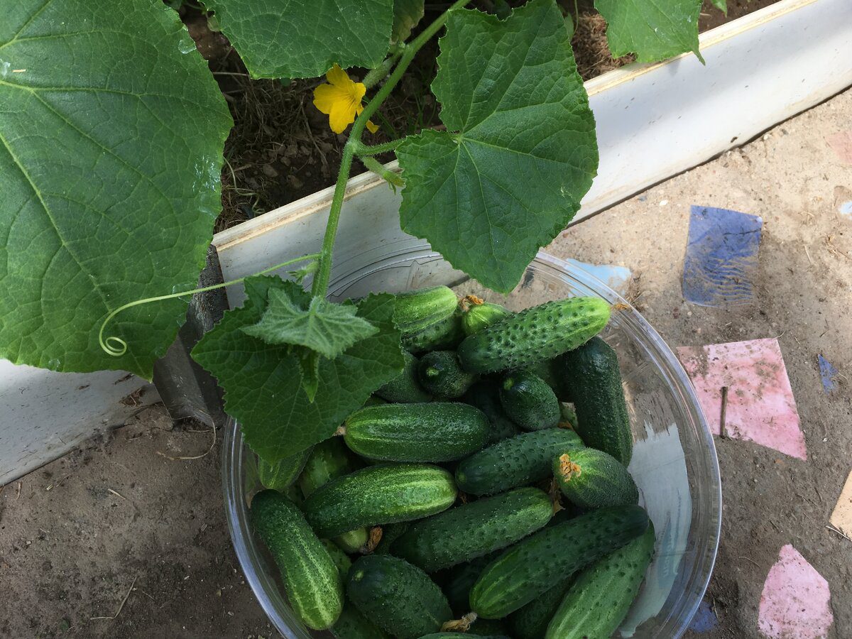 Городники порадили, який сорт огірків найкраще обирати для посадки на власній ділянці