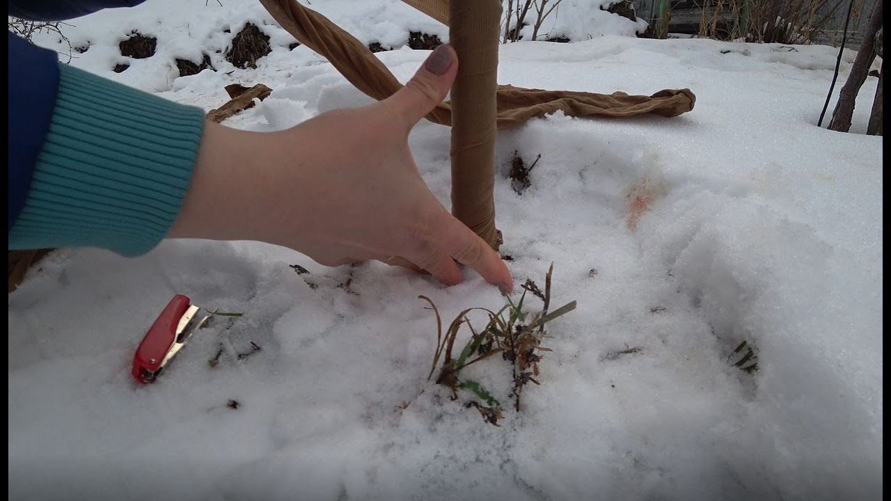 Городники розповіли, як надійно захистити сад від гризунів
