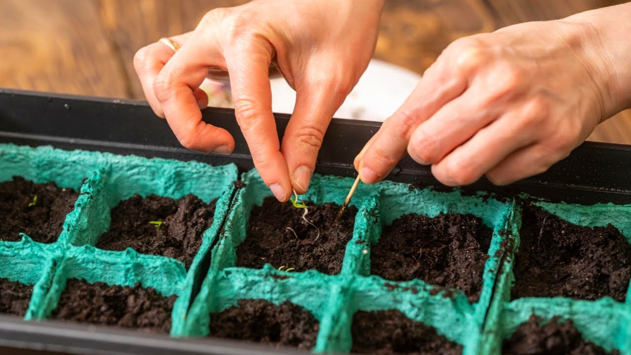 Квітникарі назвали 3 розкішні квітки, які можна посадити вже у січні