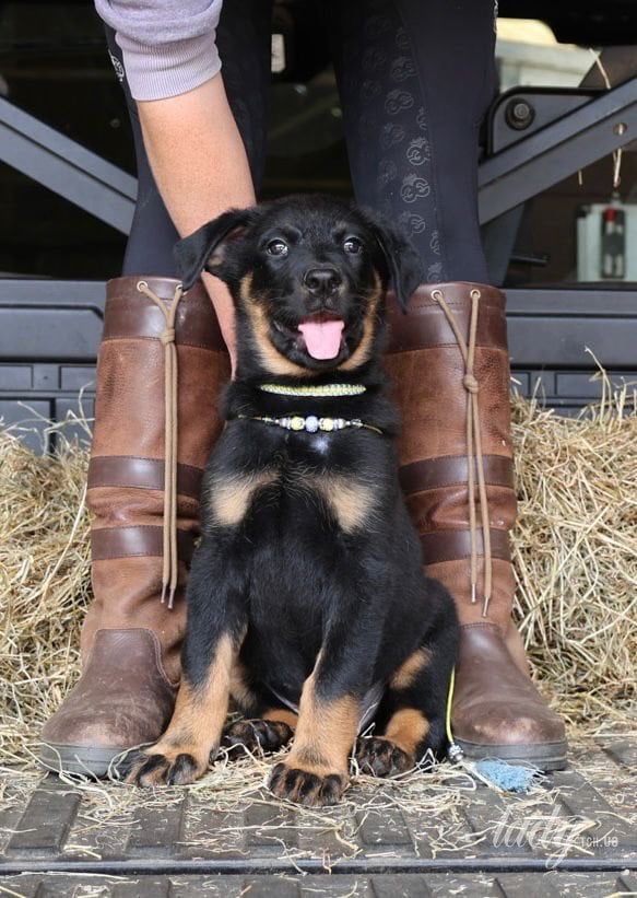 Новий пес графа Чарльза Спенсера