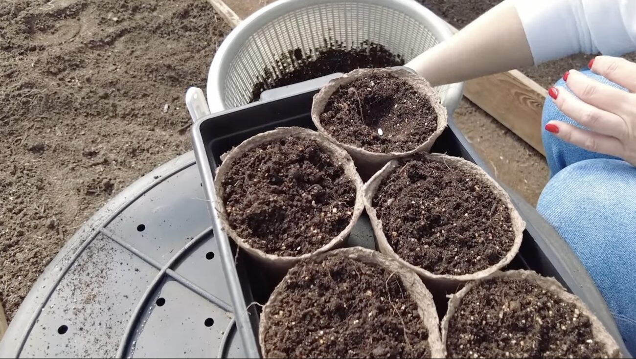 Садівники розповіли, як приготувати ідеальну суміш для вирощування розсади Садівники розповіли, як приготувати ідеальну суміш для вирощування розсади