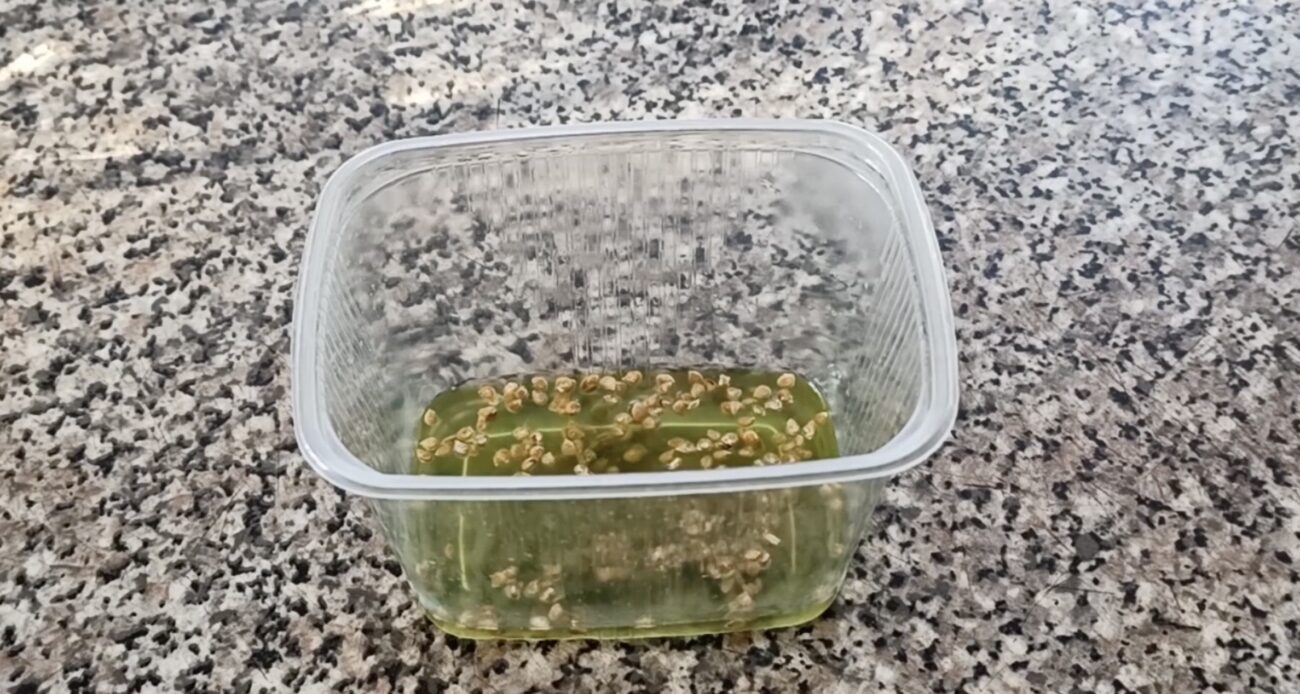 Городники розповіли, в чому замочити насіння, щоб воно проростало вдвічі швидше