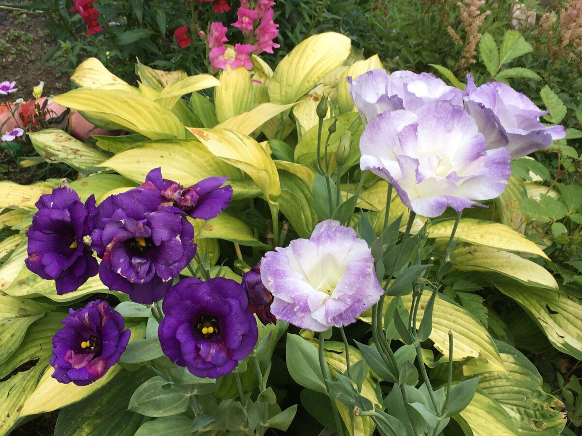 Садівники розповіли, коли найкраще сіяти насіння еустоми для пишного й тривалого цвітіння