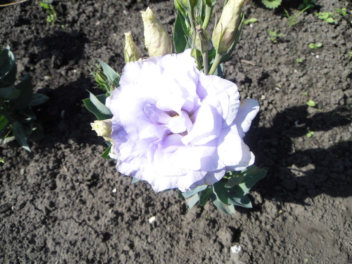 Садівники розповіли, коли найкраще сіяти насіння еустоми для пишного й тривалого цвітіння