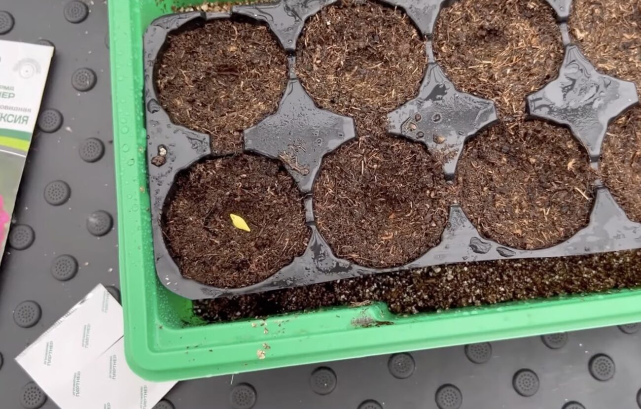 Садівники розповіли, які квіти можна сіяти в січні та як це робити правильно