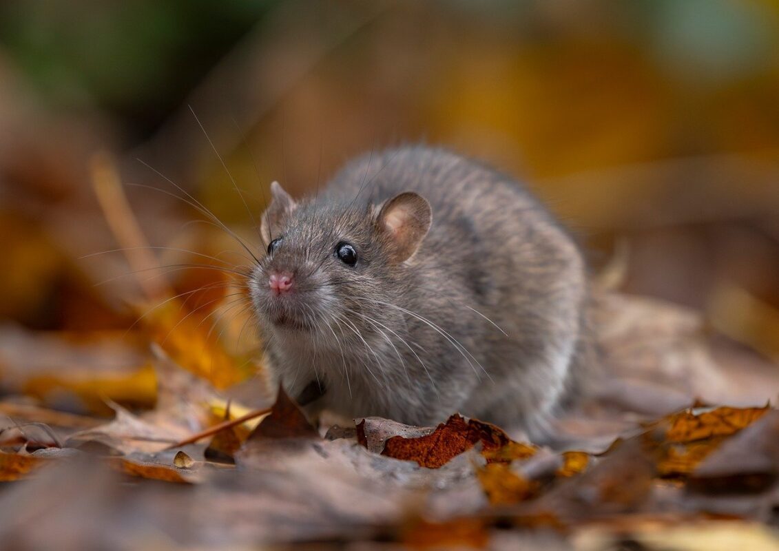 Як швидко вигнати мишей з оселі взимку