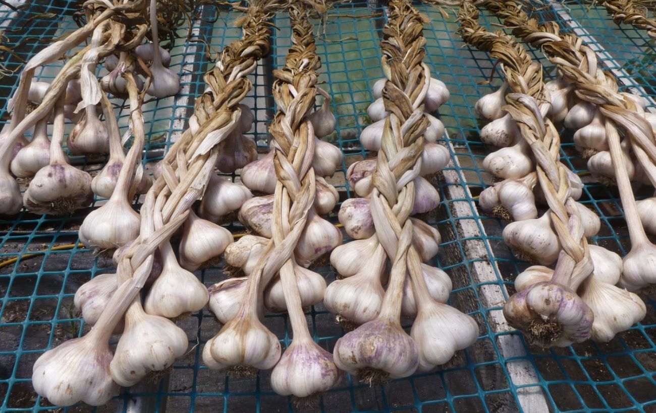 Городники розповіли, як зберігати часник без псування довго, аби він не засихав і не гнив