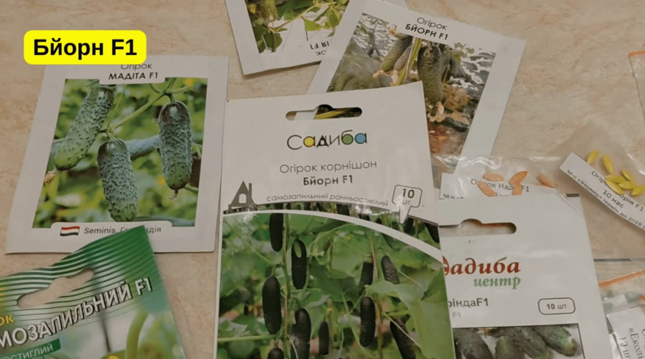 Городники серед 100 сортів врожайних огірків обрали найкращі