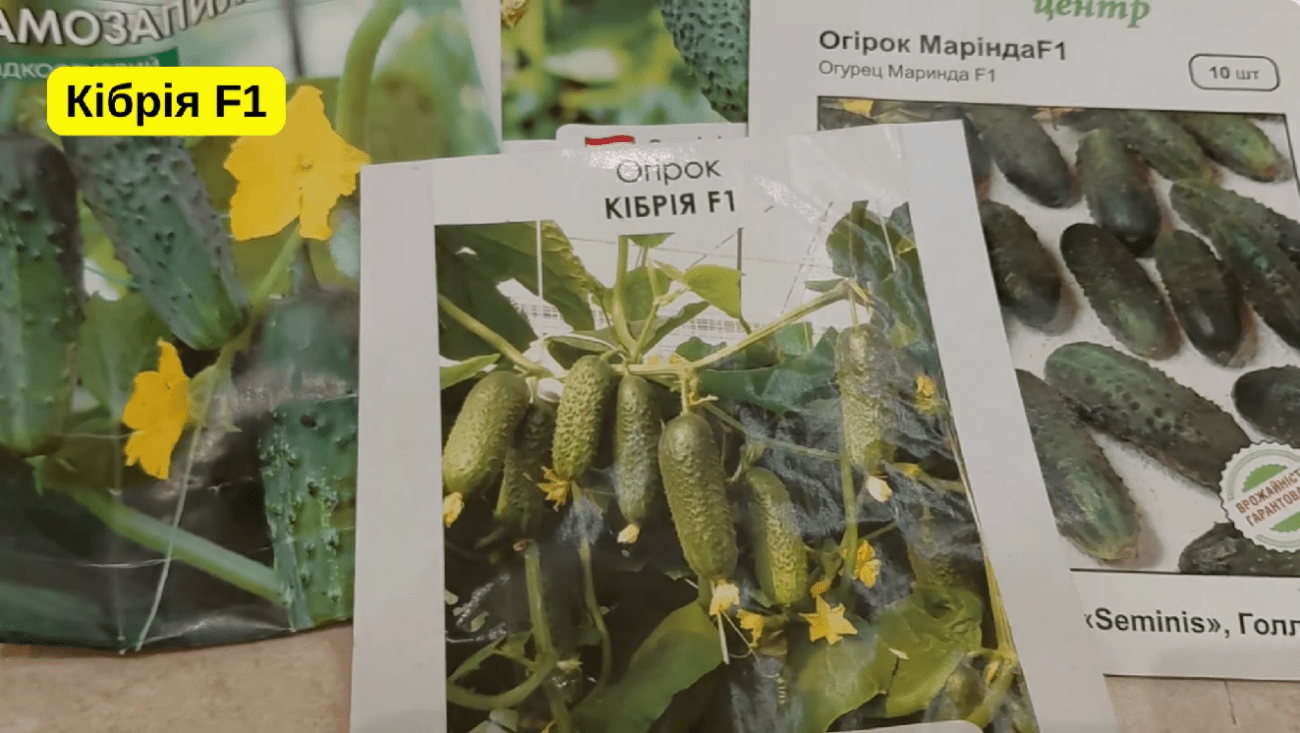 Городники серед 100 сортів врожайних огірків обрали найкращі