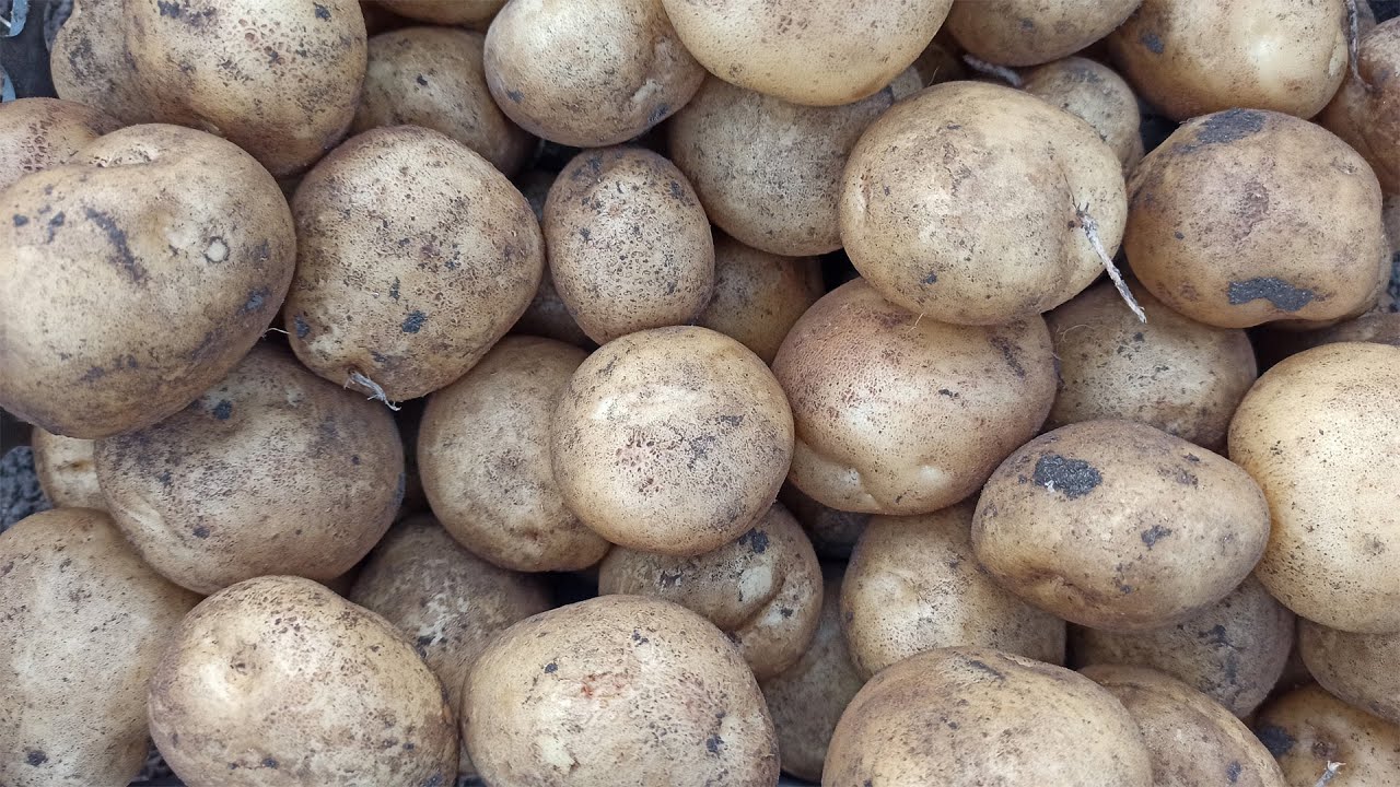 Дачники назвали дивовижний спосіб, який врятує картоплю від проростання