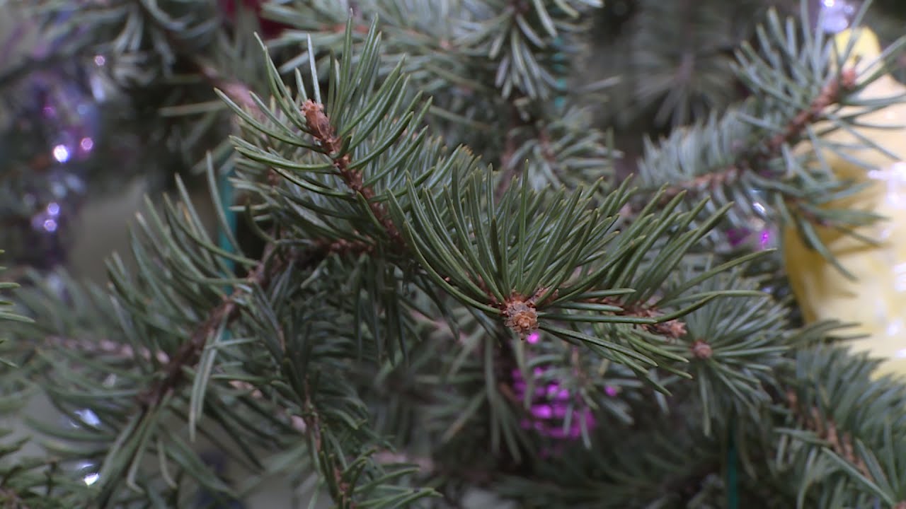 Досвідчені господині розповіли, куди можна подіти ялинку після завершення свят