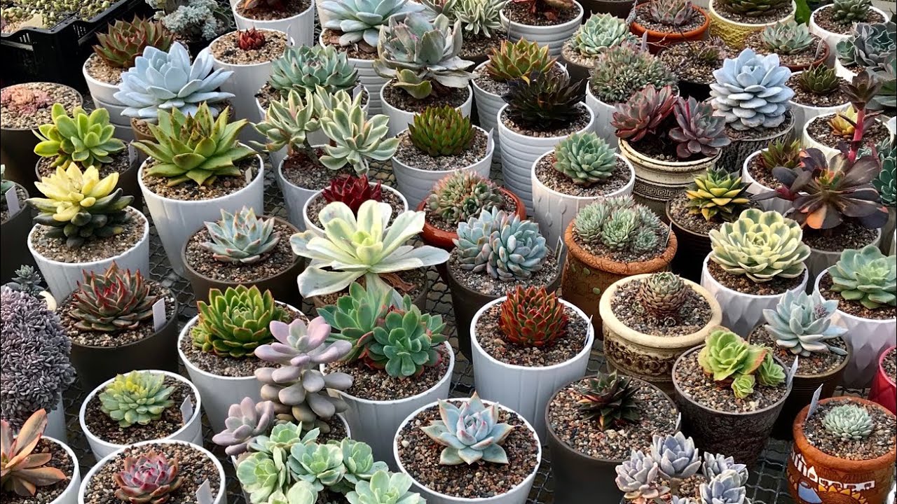 Досвідчені квітникарі розповіли, як правильно доглядати за сукулентами взимку