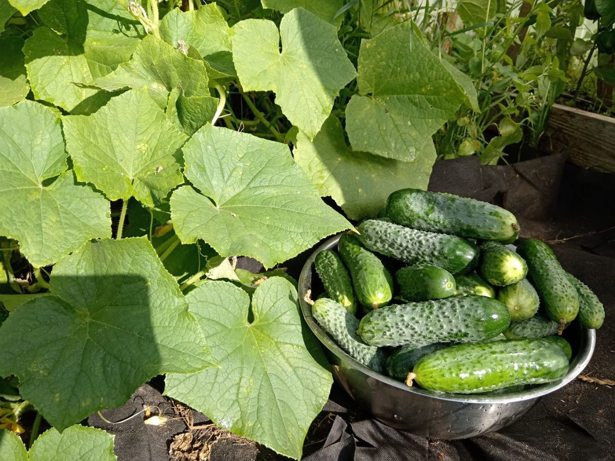 Городники розповіли, які гібриди огірків найкраще обирати для високої врожайності та смаку плодів