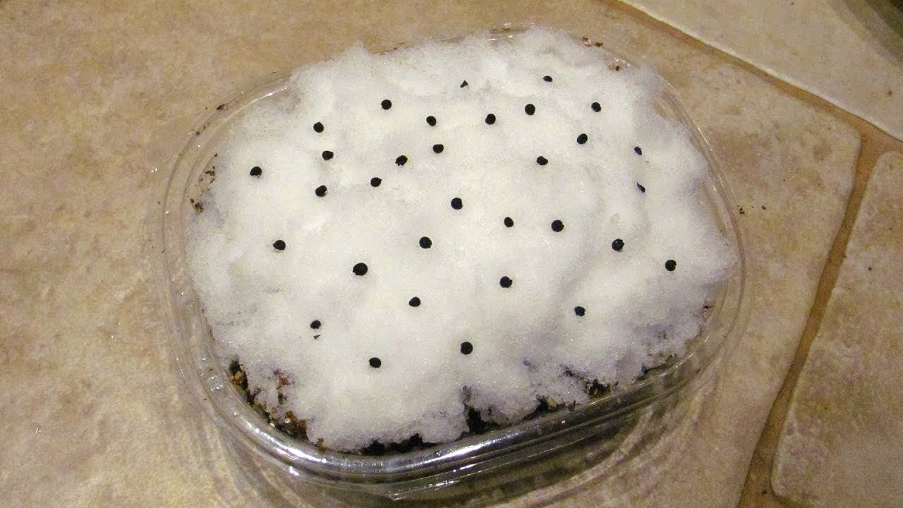 Садівники поділилися дуже простим і дієвим способом посіву петунії та лобелії