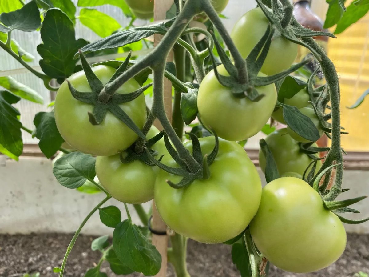 Городники назвали найкращі сорти жовтих високорослих томатів