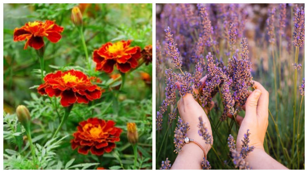 Чорнобривці та лаванда