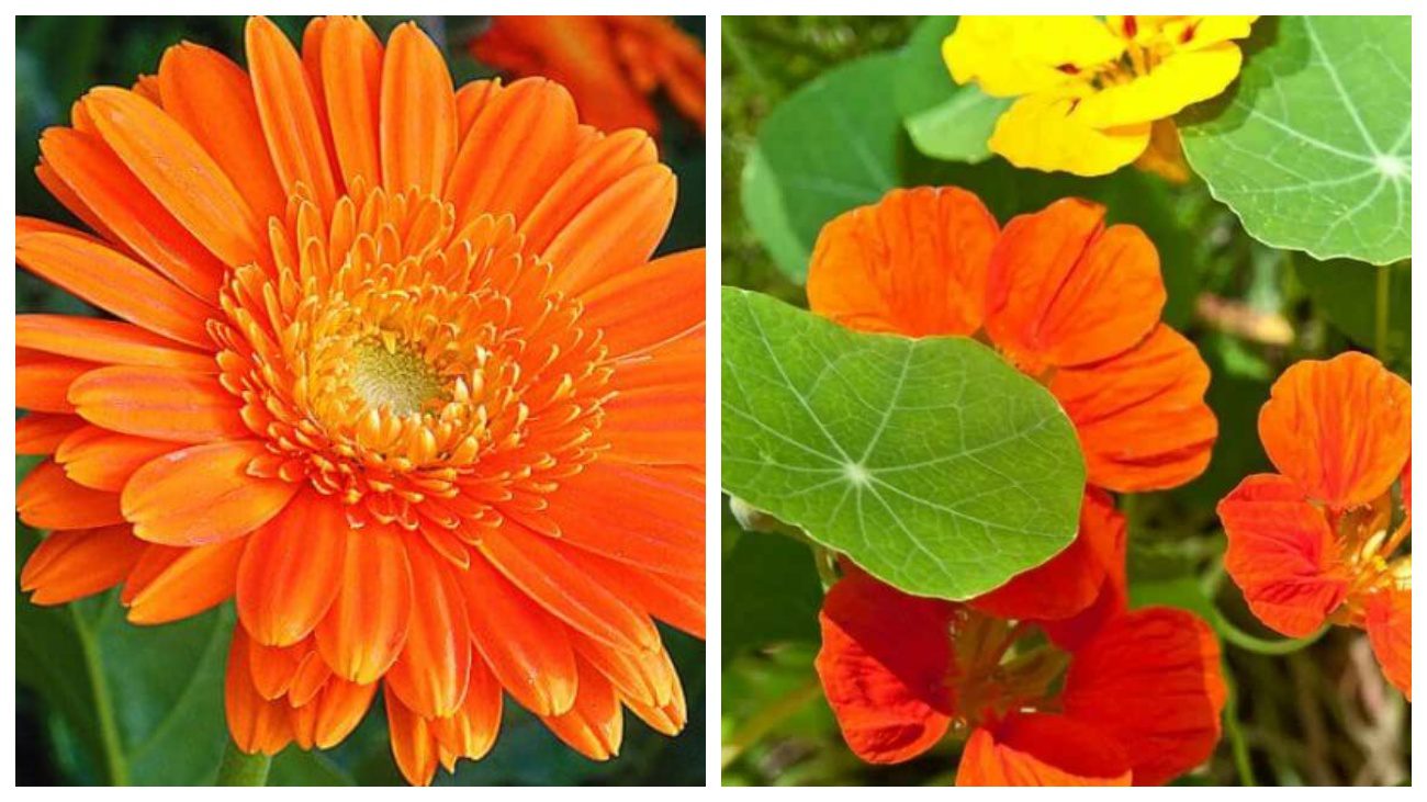 Календула та настурція