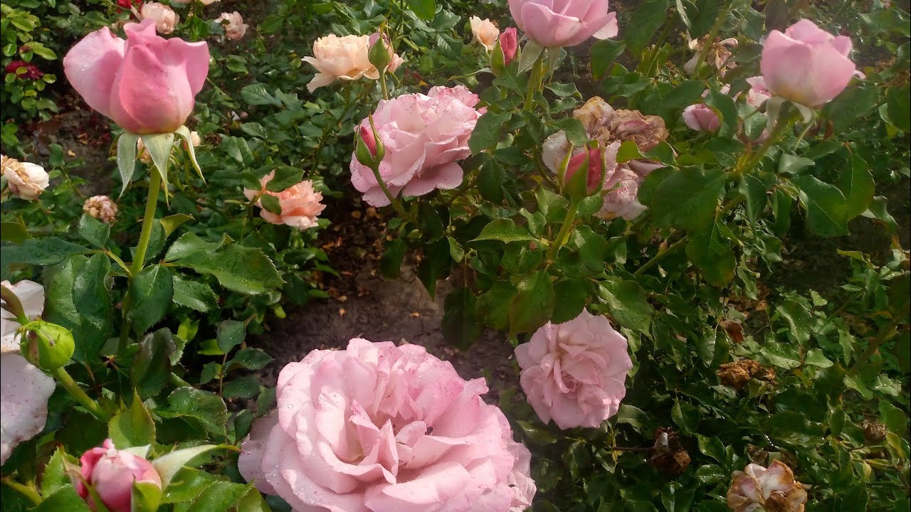 Садівники розповіли, чим підживити троянди у жовтні, щоб вони легко перезимували