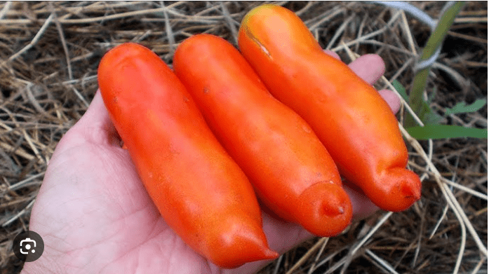 Городники назвали сорти томатів, які стали головним розчаруванням