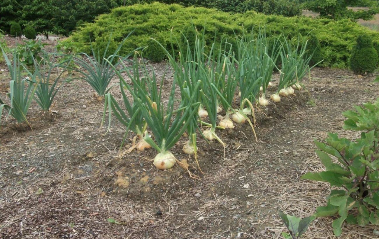 Експерти розповіли, як зберігати цибулю без псування довго – буде ставати тільки смачнішою